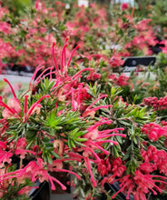 Load image into Gallery viewer, Grevillea Raspberry Ripple