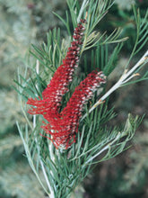 Load image into Gallery viewer, Grevillea Scarlet King