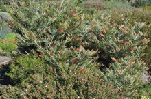 Load image into Gallery viewer, Grevillea Scarlet King