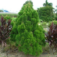 Load image into Gallery viewer, Gymnostoma australianum