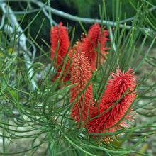 Load image into Gallery viewer, Hakea bucculenta Red Poker