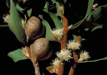 Load image into Gallery viewer, Hakea elliptica