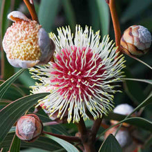 Load image into Gallery viewer, Hakea laurina