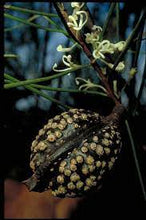 Load image into Gallery viewer, Hakea macraeana