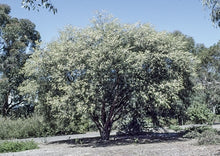 Load image into Gallery viewer, Hakea macraeana