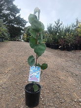 Load image into Gallery viewer, Hakea petiolaris
