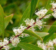 Load image into Gallery viewer, Hakea salicifolia Willow-Leaved