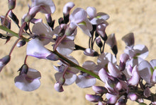 Load image into Gallery viewer, Hardenbergia violacea Free n Easy