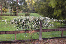 Load image into Gallery viewer, Hardenbergia violacea Protrate White