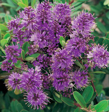 Load image into Gallery viewer, Hebe Inspiration