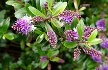 Load image into Gallery viewer, Hebe Inspiration