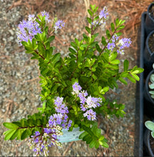 Load image into Gallery viewer, Hebe Lilac Mist