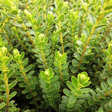 Load image into Gallery viewer, Hebe Wiri Cloud