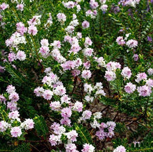 Load image into Gallery viewer, Hebe Wiri Cloud