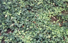 Load image into Gallery viewer, Hedera helix Hahns Ivy