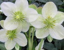 Load image into Gallery viewer, Helleborus Gold Collection rtm Ice Breaker Max