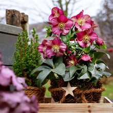 Load image into Gallery viewer, Helleborus Gold Collection rtm Ice Breaker Ruby