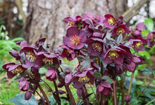 Load image into Gallery viewer, Helleborus spp. Assorted