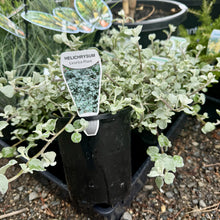 Load image into Gallery viewer, Helichrysum petiolare Licorice Plant