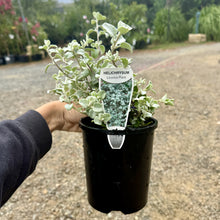 Load image into Gallery viewer, Helichrysum petiolare Licorice Plant