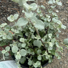 Load image into Gallery viewer, Helichrysum petiolare Licorice Plant