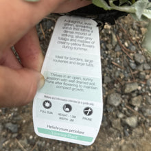 Load image into Gallery viewer, Helichrysum petiolare Licorice Plant