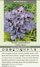 Load image into Gallery viewer, Heuchera Grape Expectations