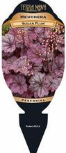 Load image into Gallery viewer, Heuchera Sugar Plum