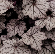 Load image into Gallery viewer, Heuchera Sugar Plum
