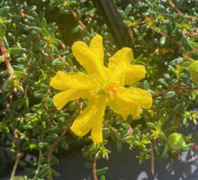 Load image into Gallery viewer, Hibbertia pedunculata Boomers