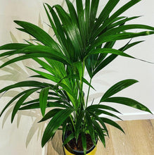 Load image into Gallery viewer, Howea forsteriana