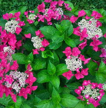 Load image into Gallery viewer, Hydrangea Strawberries and Cream
