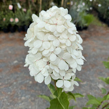 Load image into Gallery viewer, Hydrangea Sundae Fraise PBR