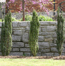 Load image into Gallery viewer, Ilex crenata Sky Pencil