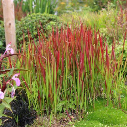 Imperata cylindrica Rubra Japanese Blood Grass – Mountain View Nursery