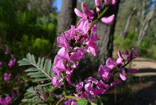 Load image into Gallery viewer, Indigofera australis