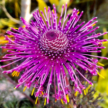 Load image into Gallery viewer, Isopogon Candy Cones