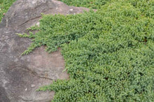 Load image into Gallery viewer, Juniperus procumbens Nana