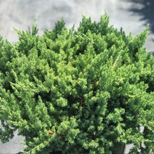 Load image into Gallery viewer, Juniperus procumbens Nana