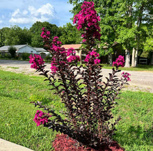 Load image into Gallery viewer, Lagerstroemia Diamonds in the Dark Mystic Magenta Crepe Myrtle
