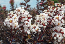 Load image into Gallery viewer, Lagerstroemia Diamonds in the Dark Pure White Crepe Myrtle
