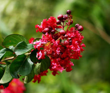 Load image into Gallery viewer, Lagerstroemia 'Enduring Summer' Crepe Myrtle