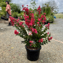 Load image into Gallery viewer, Lagerstroemia 'Enduring Summer' Crepe Myrtle