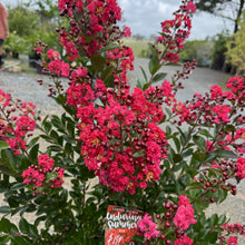 Load image into Gallery viewer, Lagerstroemia 'Enduring Summer' Crepe Myrtle
