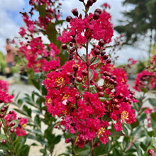Load image into Gallery viewer, Lagerstroemia 'Enduring Summer' Crepe Myrtle