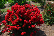 Load image into Gallery viewer, Lagerstroemia Ruffled Red Magic