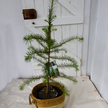 Load image into Gallery viewer, Larix kaempferi