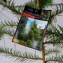 Load image into Gallery viewer, Larix kaempferi