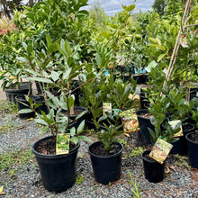 Load image into Gallery viewer, Laurus nobilis 'Baby Bay'