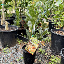 Load image into Gallery viewer, Laurus nobilis 'Baby Bay'